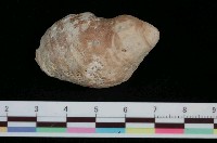 藏品(黑斑岩螺)的圖片